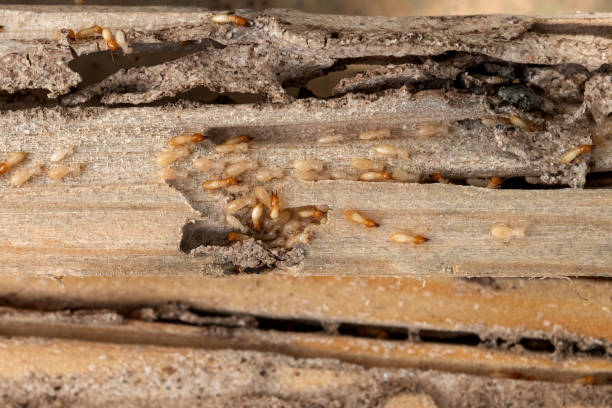 Wasp Removal Services in Nashville, NC